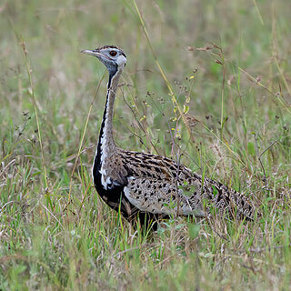 Nakuru NP - Black-bellied bustard